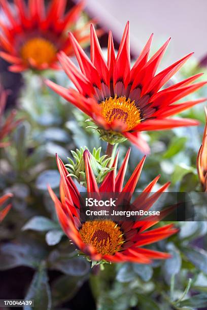 Bunte Compositae Blumen Stockfoto und mehr Bilder von Baumblüte - Baumblüte, Blume, Bunt - Farbton