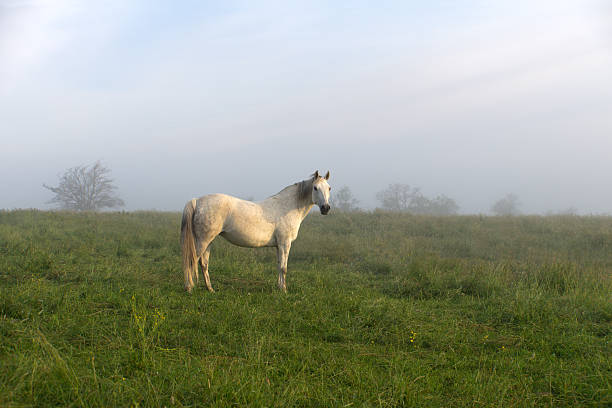 A light mist is still evident as the soft light of the early morning sun illuminates a single horse grazing in a lush summer meadow.