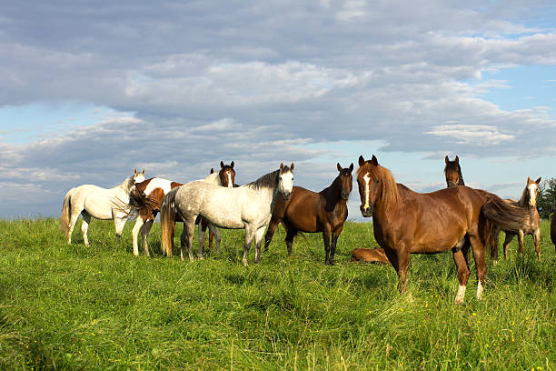 The sun breaks through the clouds to light up a herd of horses grazing in a lush summer pasture.