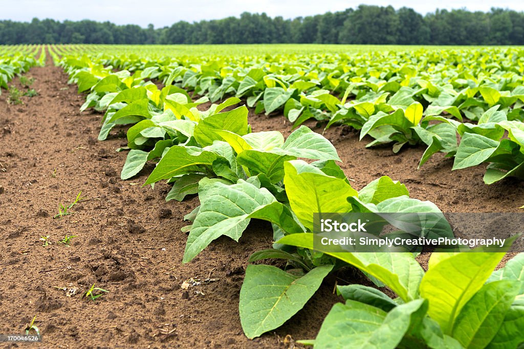 Campo di tabacco - Foto stock royalty-free di Piantagione di tabacco