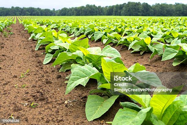 Campo Di Tabacco - Fotografie stock e altre immagini di Piantagione di tabacco - Piantagione di tabacco, Campo, Scena rurale