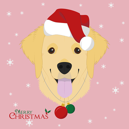 Christmas greeting card. Golden Retriever dog with red Santa's hat and Chistmas toy balls