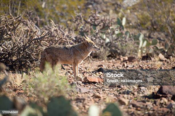 Coyote Foto de stock y más banco de imágenes de Coyote - Coyote, Desierto Sonorano, Aire libre