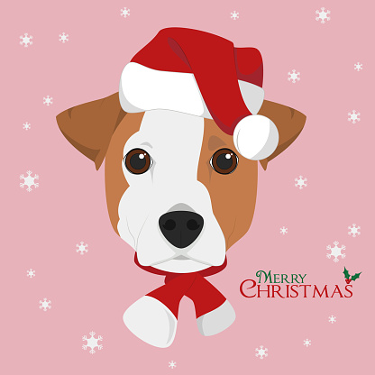 Christmas greeting card. Jack Russell dog with red Santa's hat