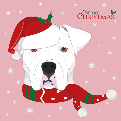 Christmas greeting card. Argentinian Dogo dog with red Santa´s hat and a woolen scarf for winter