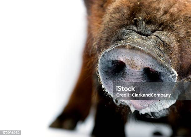 Focinho - Fotografias de stock e mais imagens de Carne de Porco - Carne de Porco, Fundo Branco, Porco