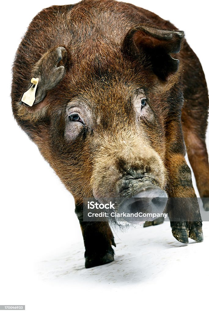 Porco Duroc contra fundo branco - Royalty-free Porco Duroc Foto de stock