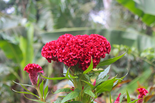 Celosia cristata is a member of the genus Celosia, and is commonly known as cockscomb, since the flower looks like the head on a rooster cock