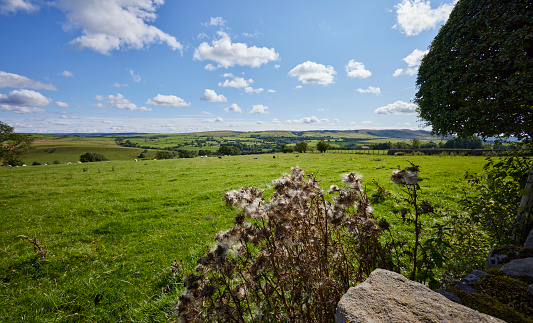 A bright and sunny August afternoon looking south towards Draughton Moor from Halton East