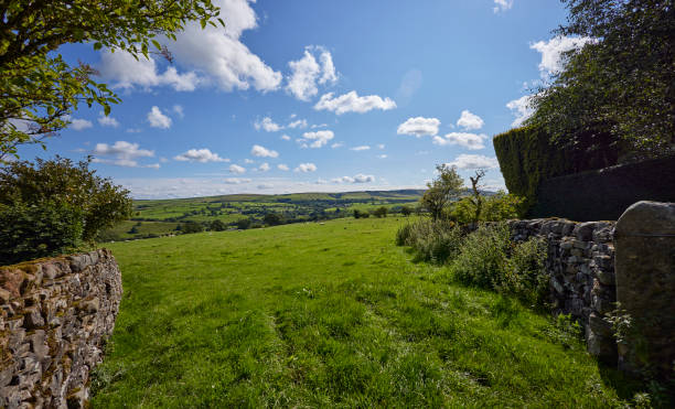 halton wschód - wensleydale blue zdjęcia i obrazy z banku zdjęć