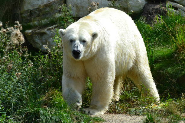 белый медведь в природе - arctic canada landscape manitoba стоковые фото и изображения