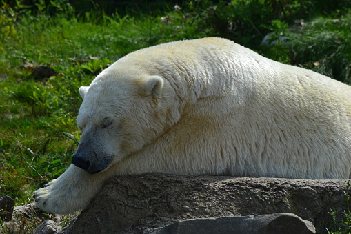 istock big polar bear resting 1700474804