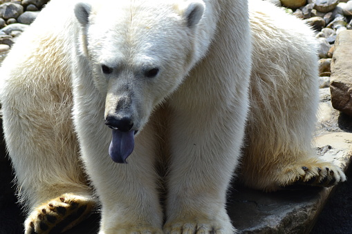 istock large polar bear 1700475337