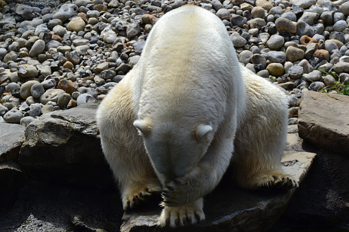 istock large polar bear 1700475916