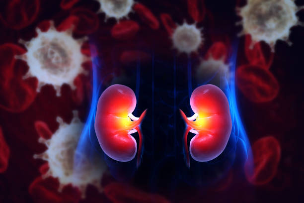 istock Chronic kidney disease, virus infection. 3d illustration 1700481495