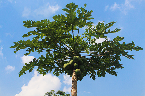 Papaya tree ready to be harvested with blue sky in the background.