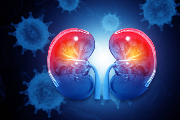istock Human kidney cross section on scientific background. 3d illustration 1700485836