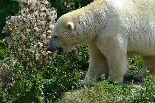 polar bear in nature - arctic canada landscape manitoba imagens e fotografias de stock