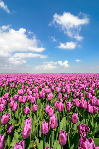 Purple tulips in a field on a beautiful spring day.