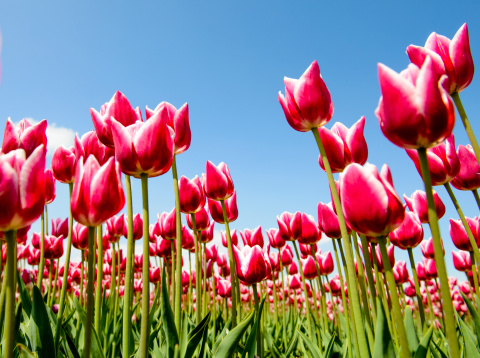 Low angle view of rows of Tulip flowers on a beautiful spring day.