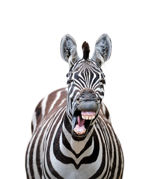 laughing zebra a yawning zebra with a funny face isolated on white background staring photos stock pictures, royalty-free photos & images