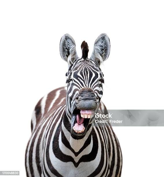 Laughing Zebra Stock Photo - Download Image Now - Zebra, Animal Themes, Animal
