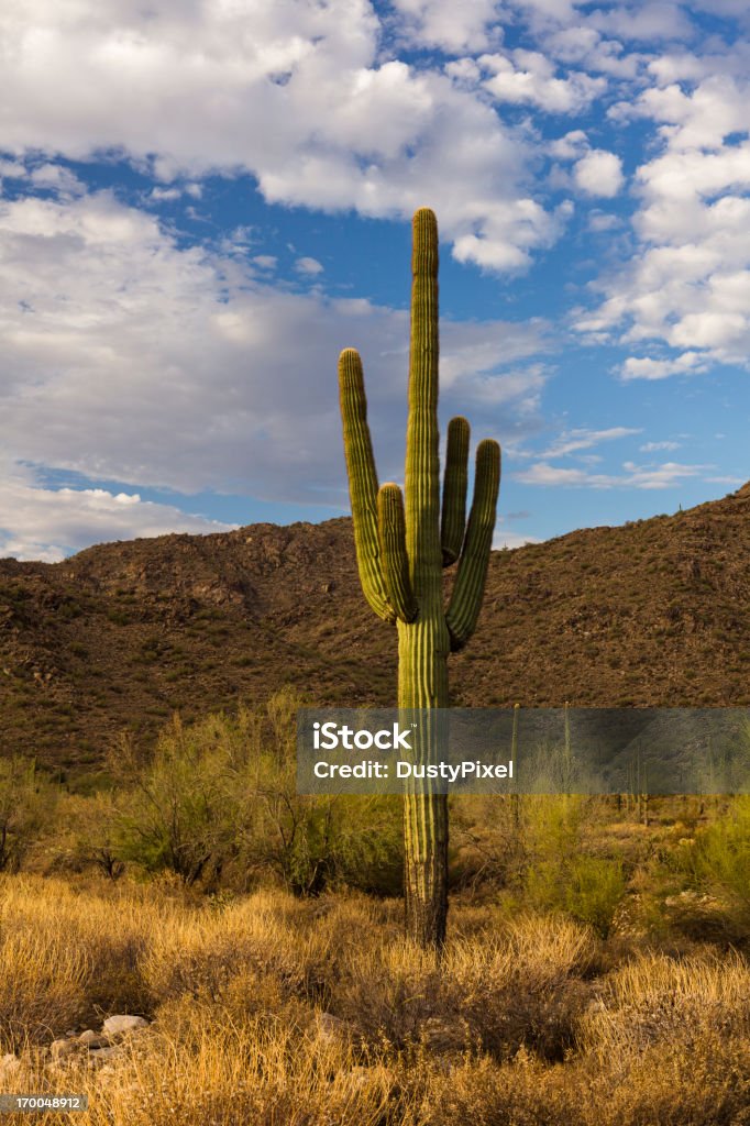 Luce del Sonoran - Foto stock royalty-free di Ambientazione esterna