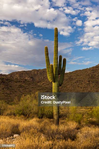 Luce Del Sonoran - Fotografie stock e altre immagini di Ambientazione esterna - Ambientazione esterna, Animale selvatico, Arizona