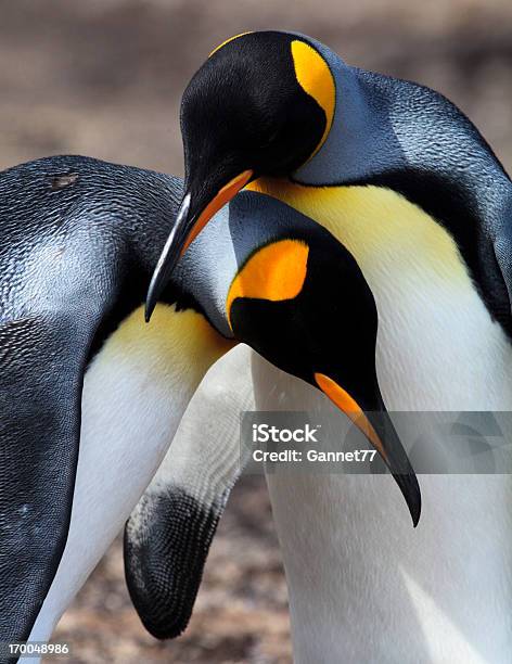 Coppia Re Pinguini Isole Falkland - Fotografie stock e altre immagini di Animale - Animale, Composizione verticale, Fauna selvatica