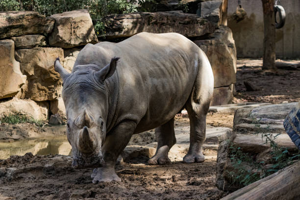 white rhino stock photo