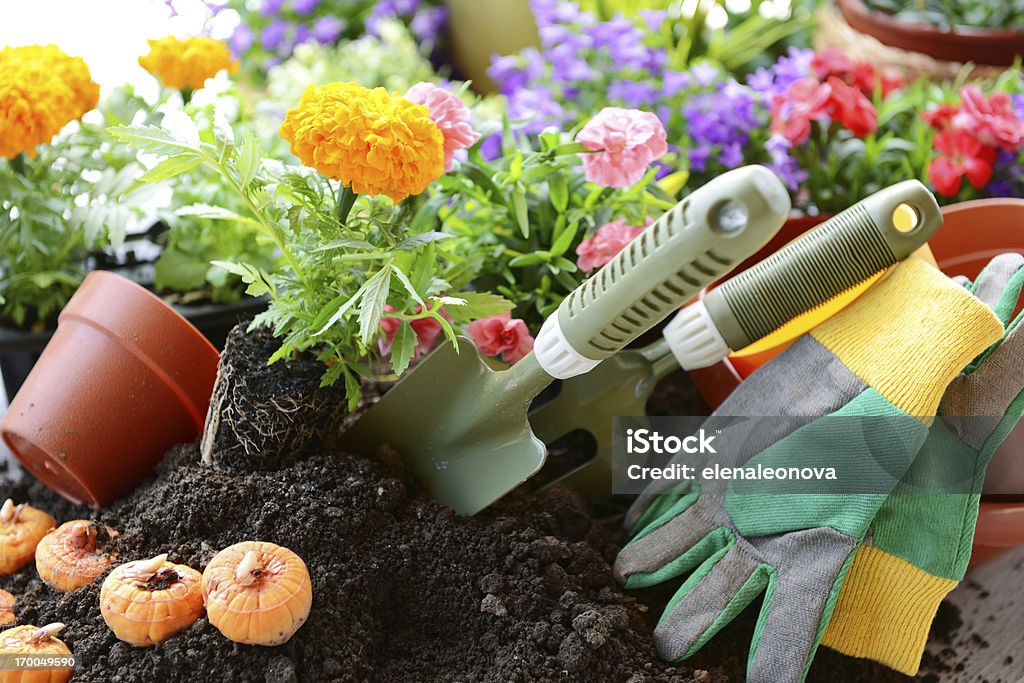 Kwiaty w ogrodzie - Zbiór zdjęć royalty-free (Aksamitka)