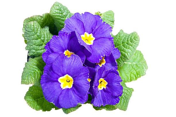 Primrose isolated on white Primrose isolated on white primula stock pictures, royalty-free photos & images