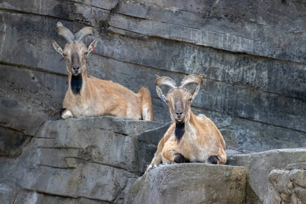 mountain goat stock photo