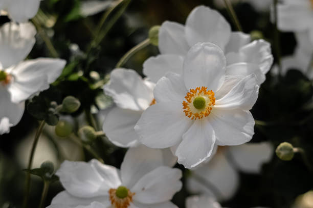 white flowers stock photo