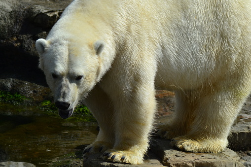 Close-up of a large polar bear