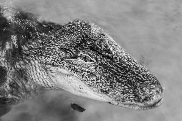 close up head crocodile stock photo