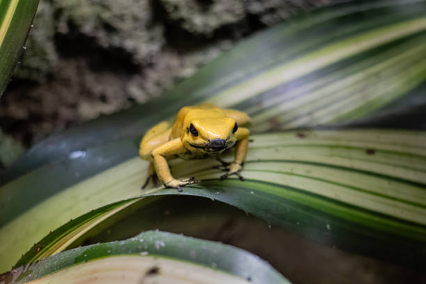 small yellow frog on leaf stock photo