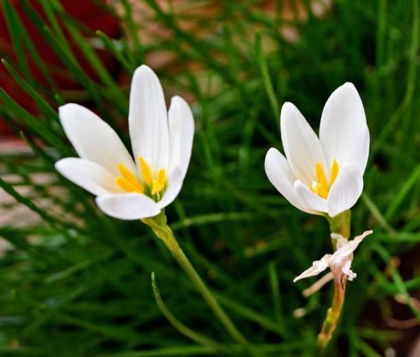 istock Zephyranthes candida, with common names that includes autumn Zephyr lily, white wildflower and Peruvian swamp lily, is a species of rain lily. Amaryllidaceae. White fairy lily 1700499286