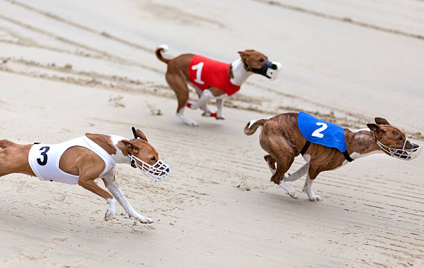 Greyhounds on racetrack Greyhounds on racetrack, full speed - minor motion blur. Traditional greyhound uniforms - no specific property to the track. restraint muzzle photos stock pictures, royalty-free photos & images