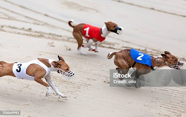 Greyhounds На Racetrack — стоковые фотографии и другие картинки Грейхаунд - Грейхаунд, Бегать, Собачьи бега
