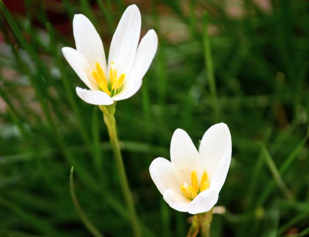 istock Zephyranthes candida, with common names that includes autumn Zephyr lily, white wildflower and Peruvian swamp lily, is a species of rain lily. Amaryllidaceae. White fairy lily 1700500065