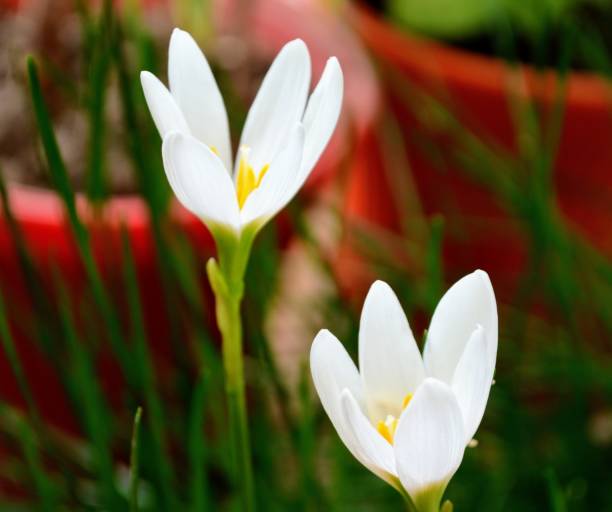 istock Zephyranthes candida, with common names that includes autumn Zephyr lily, white wildflower and Peruvian swamp lily, is a species of rain lily. Amaryllidaceae. White fairy lily 1700500370