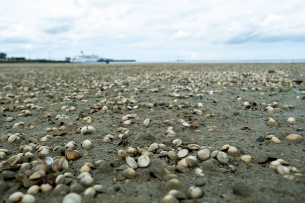 An empty seaside during a gloomy day in the cold season, featuring a barren beach with seashells scattered along the shore