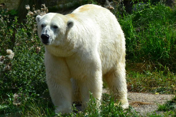 polar bear in nature - arctic canada landscape manitoba imagens e fotografias de stock