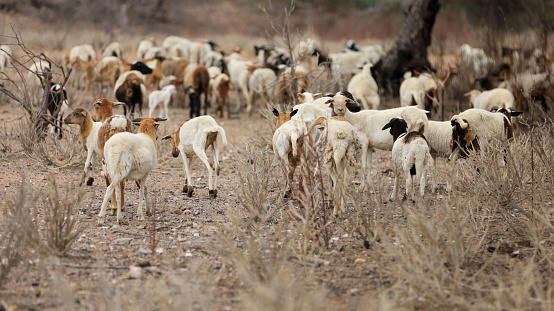 Flock Of Sheep on pasture - long-tailed sheep, island Pag, Croatia