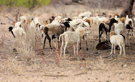 curaca, bahia, brazil - september 18, 2023: sheep farming in a dry region of northeastern Brazil.