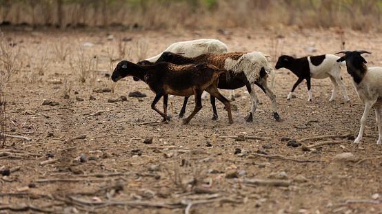 sheep farming in Bahia