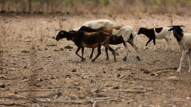 curaca, bahia, brazil - september 18, 2023: sheep farming in a dry region of northeastern Brazil.