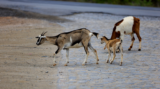 curaca, bahia, brazil - september 18, 2023: goat farming in a dry region of northeastern Brazil.