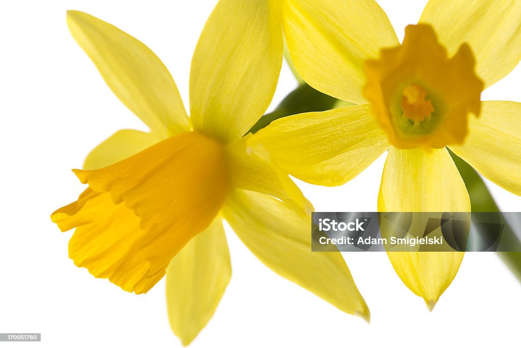 Narcisse fleurs - Photo de Jonquille libre de droits